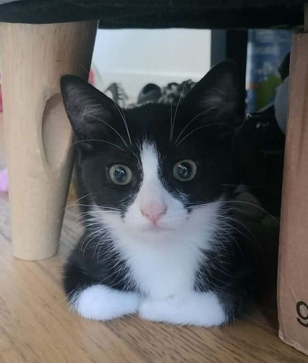 Adopter FILON 