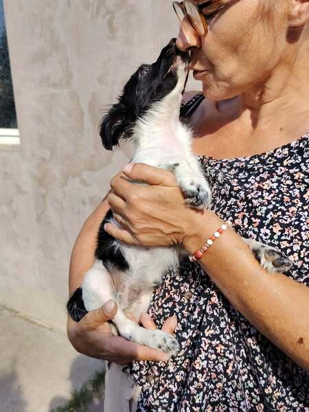 Adopter Réglisse