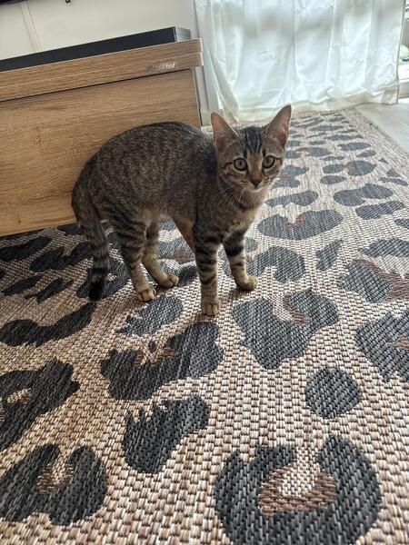 Adopter Opale
