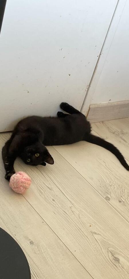 Adopter Louisa