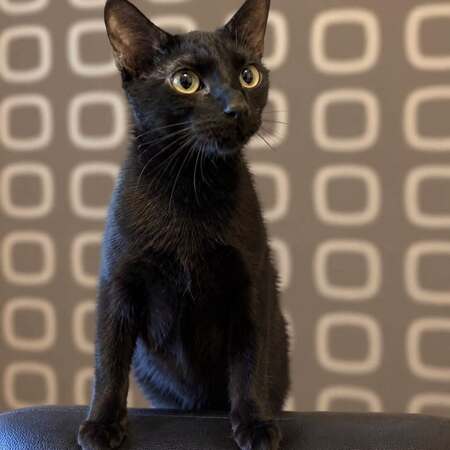 Adopter Choco