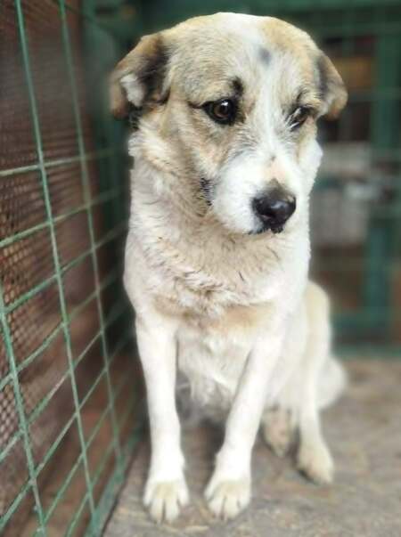 Adopter Manille