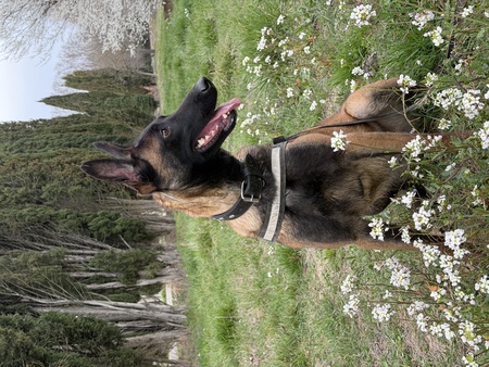 Adopter Farah