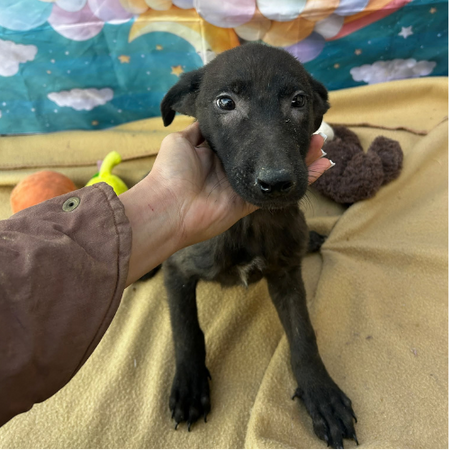 Adopter Lilo