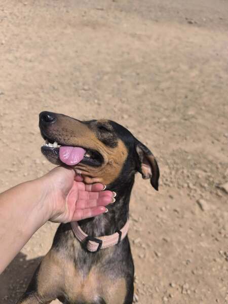 Adopter Maxou