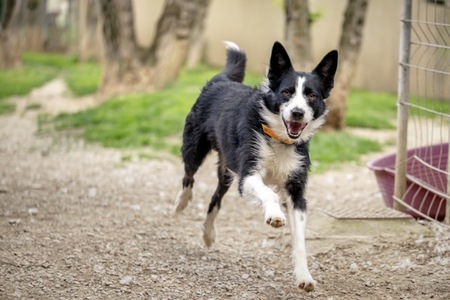 Adopter Paco