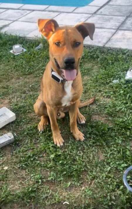 Adopter Scoobydoo