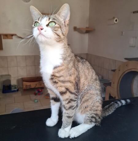 Adopter Borgia