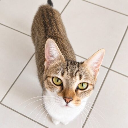 Adopter Bonnie 
