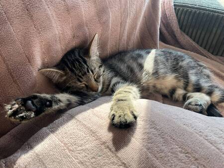 Adopter Winci