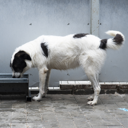 Adopter Thelma