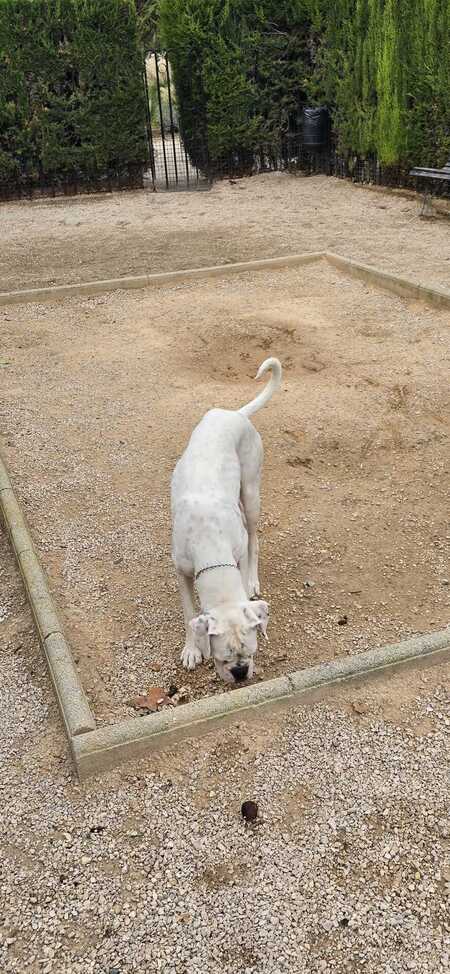 Adopter Yaki