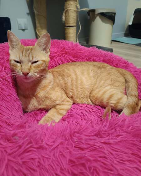Adopter Sushi et Sashimi