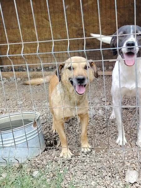 Adopter Buzz