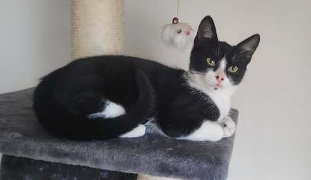 Adopter Banjo