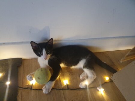Adopter Six
