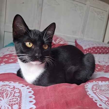 Adopter Biscuit