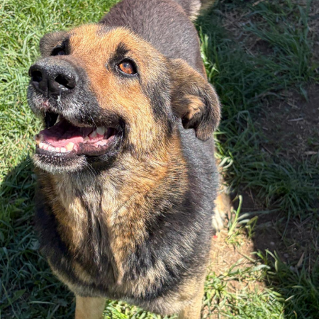 Adopter JANA