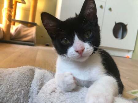 Adopter Rubin