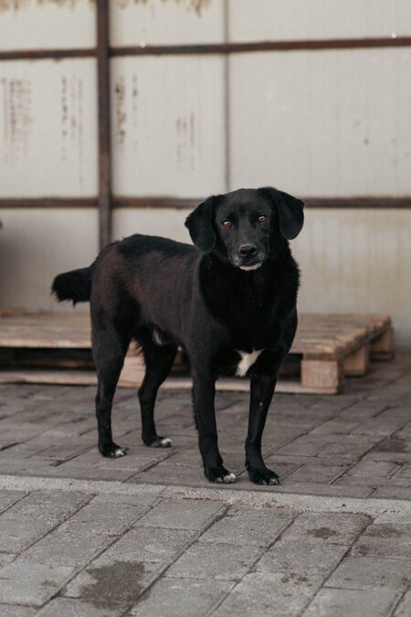 Adopter Noé
