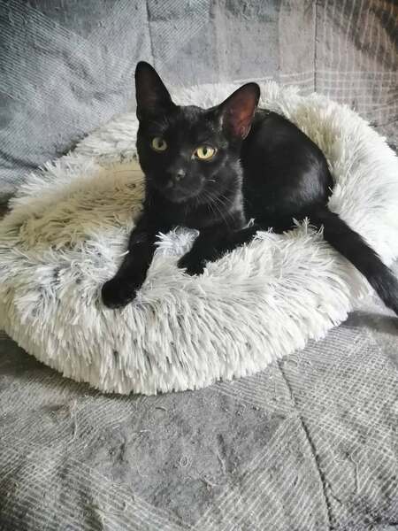 Adopter BISCOTO et BANDANA