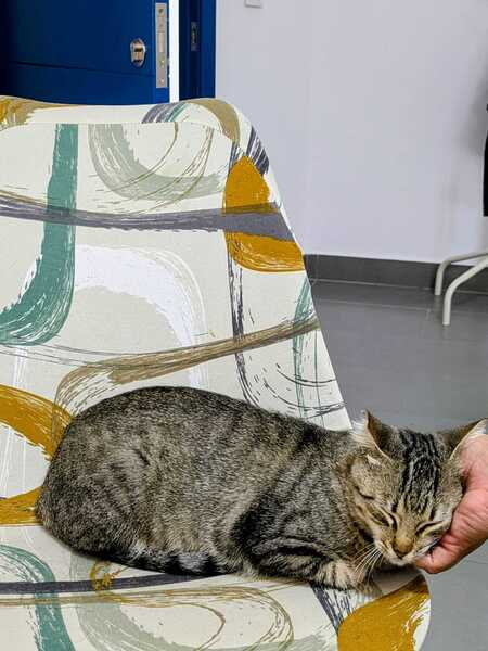 Adopter Romina