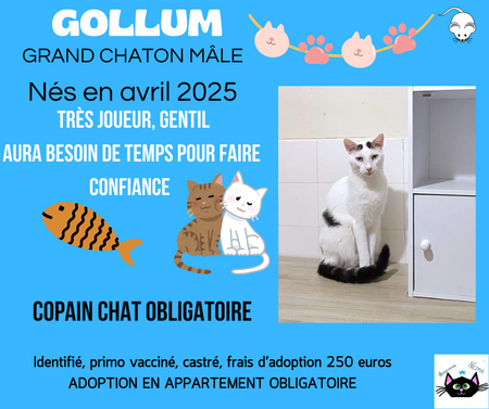 Adopter Gollum