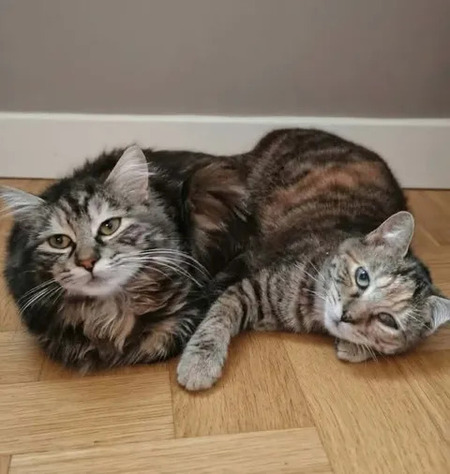 Adopter Mirabelle et Funny