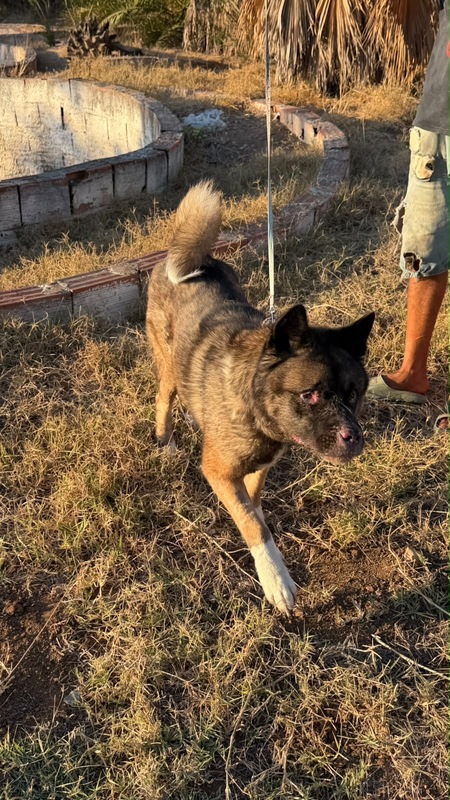 Adopter Tony