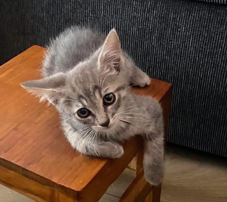 Adopter GALANGA