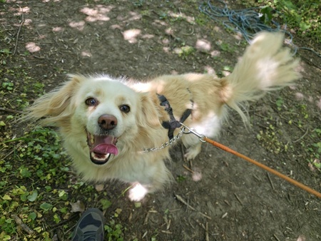 Adopter Baklava