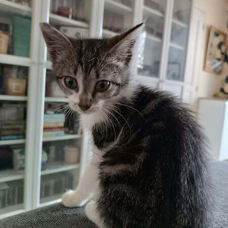 Adopter Byron