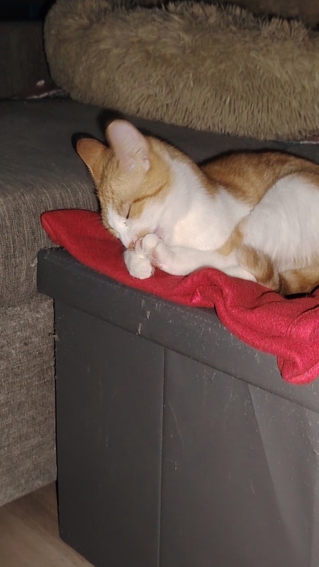 Adopter Aurore 