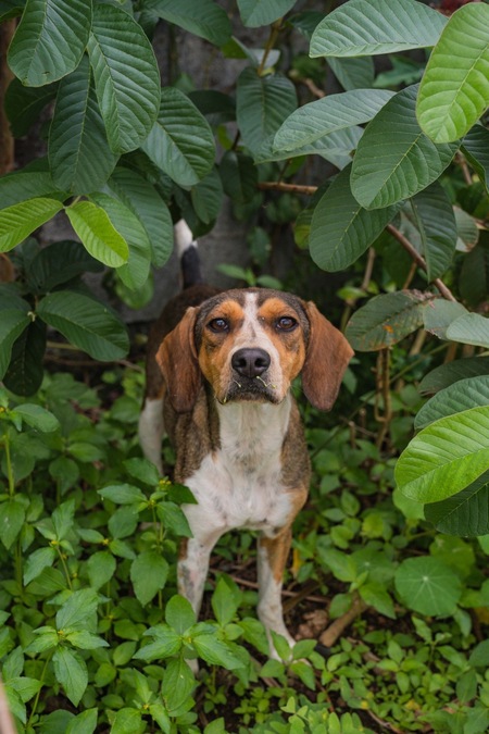 Adopter Cross