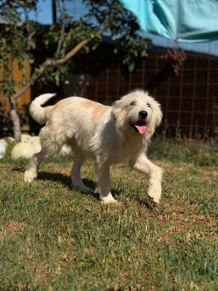Adopter Boris