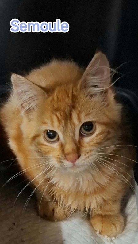 Adopter Semoule