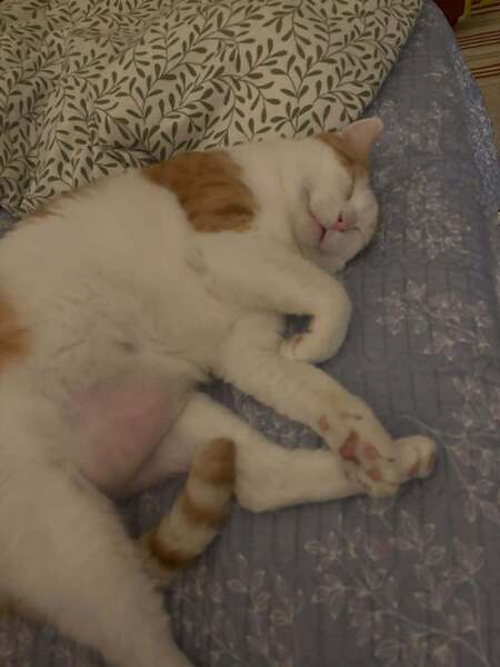 Adopter Sunny