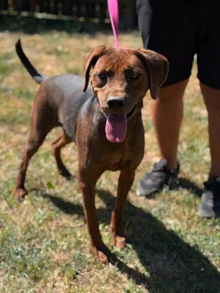 Adopter Mousse