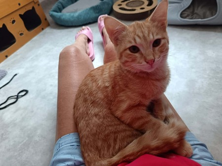 Adopter Murphy