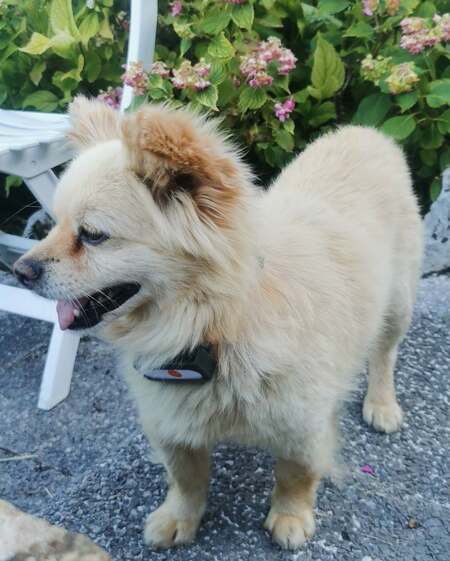 Adopter Titi