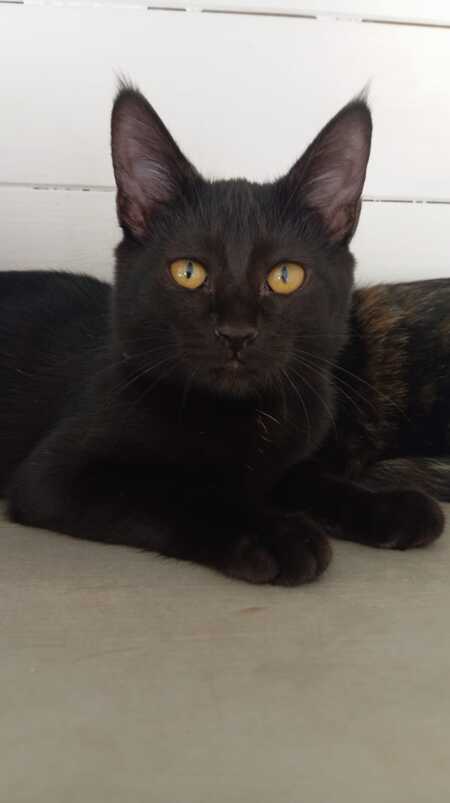 Adopter Nougatine