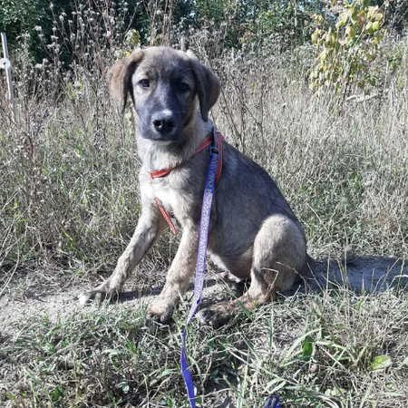 Adopter Ulfi