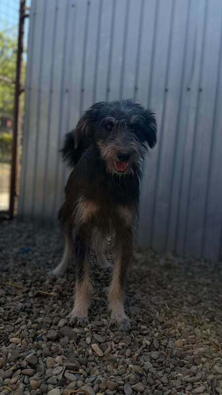 Adopter Nori