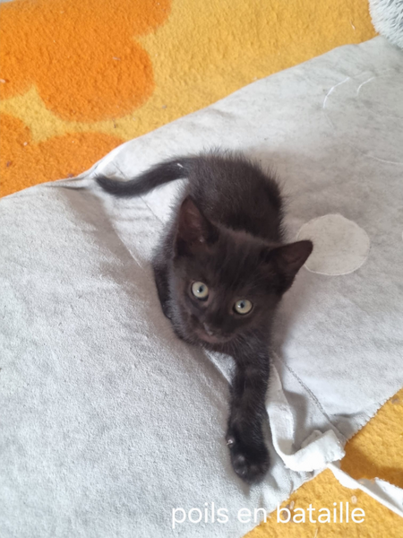 Adopter Bornéo