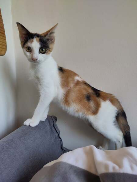 Adopter Battante