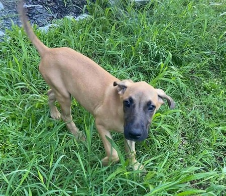 Adopter Buffy
