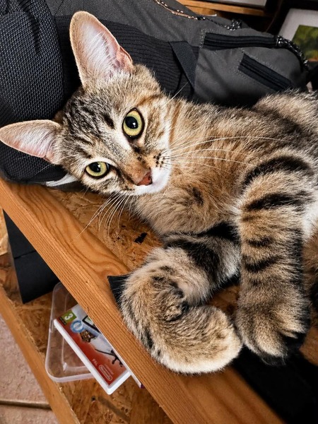 Adopter FIDJI
