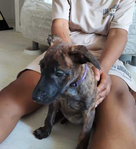 Adopter Stormy 