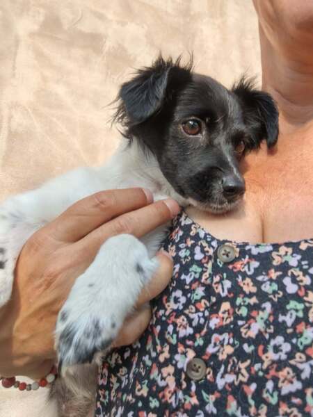 Adopter Réglisse
