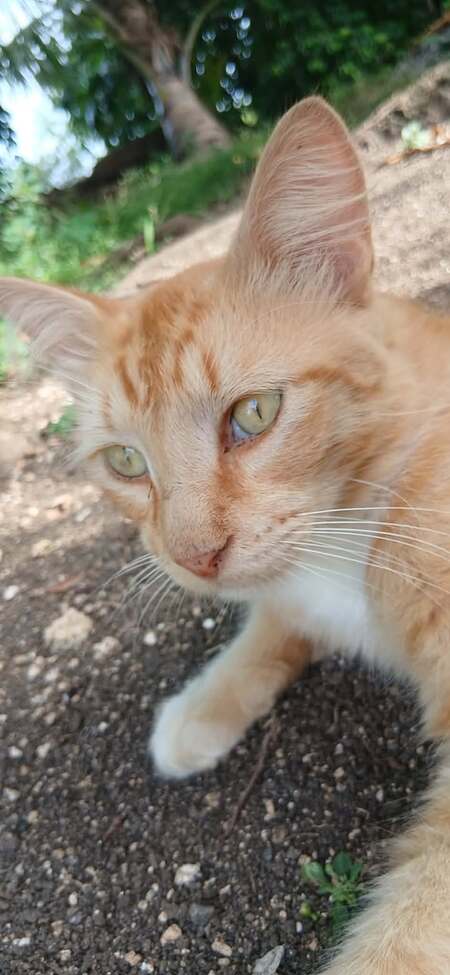 Adopter Caliste